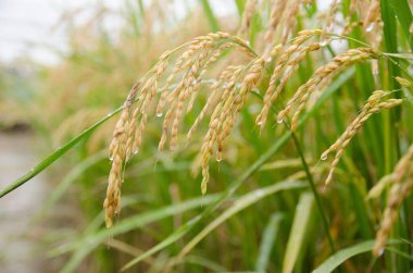 Su damlalarıyla kaplı bir tarlada büyüyen buğday bitkilerinin yakın çekimi.