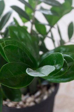 Bulanık arka planda milyoner bir bitkinin dikey çekimi