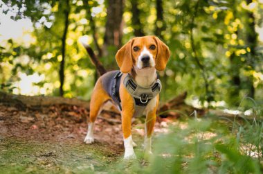 Parktaki sevimli bir köpeğin seçici resmi.