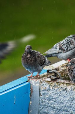 Evcil güvercin yağmurda ıslak çatıda oturuyor.