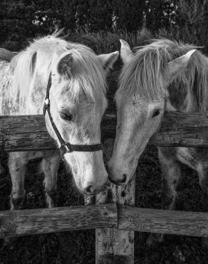 Çiftlikteki tahta çitlerin arkasındaki iki şirin atın gri tonlu bir fotoğrafı.