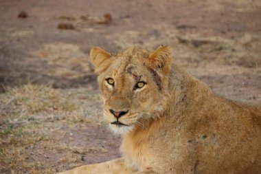 Hayvanat bahçesinde güzel bir dişi aslanın yakın çekimi.