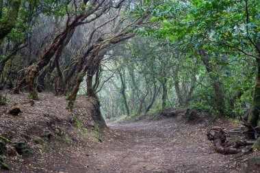 Anaga Kırsal Parkı, Tenerife, Kanarya Adaları 'ndaki Senderos de Los Sentidos boyunca bir yürüyüş yolu.
