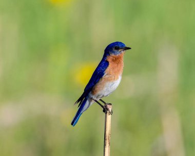 Bulanık yeşil arka planda bir dala tünemiş Doğu Sialia kuşunun seçici bir odağı