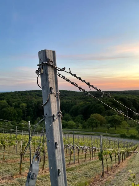 Der Metallzaun Für Den Weinberg Vertikal — Stockfoto