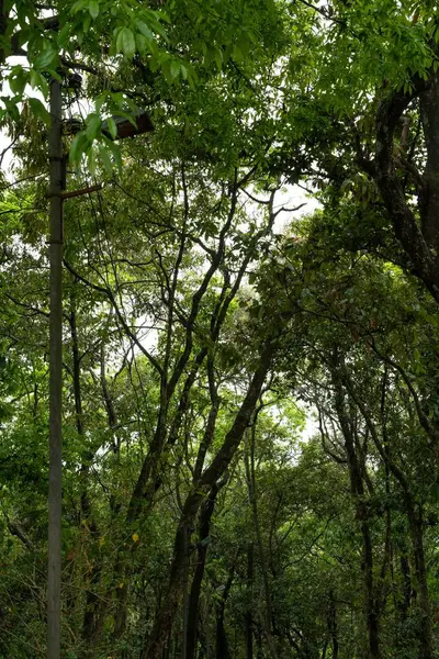 Uzun Ağaçlı Yemyeşil Bir Ormanın Dikey Görüntüsü — Stok fotoğraf