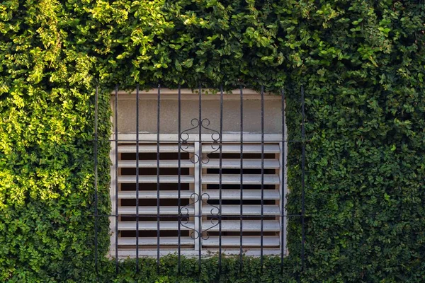 Ένα Παράθυρο Μεταλλικό Πλέγμα Πρόσοψη Κτιρίου Κατάφυτη Πράσινα Φυτά — Φωτογραφία Αρχείου