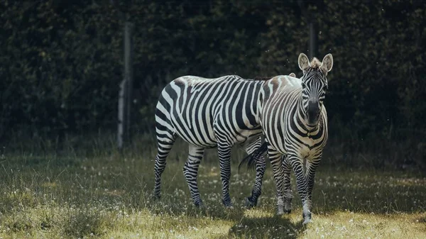 A pair of Zebra animals walking in the grass forest