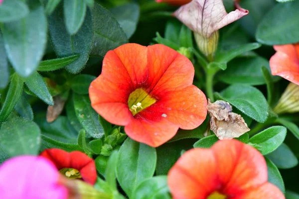 Closeup Shot Red Calibrachoa Flowers Garden — Stock Photo, Image