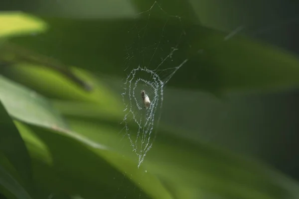クモの巣の虫のマクロショット — ストック写真
