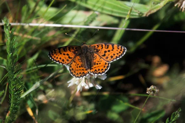 Μια Επιλεκτική Εστίαση Της Melitaea Κάθεται Ένα Λευκό Λουλούδι — Φωτογραφία Αρχείου