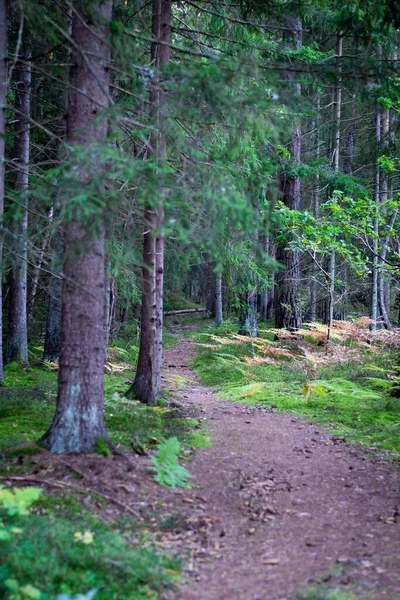 森の中の美しい木々の垂直ショット — ストック写真