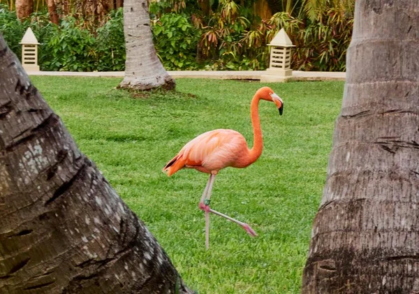 Güzel Pembe Bir Flamingo Doğal Bir Çevrede Bitki Örtüsünde Yakalandı — Stok fotoğraf
