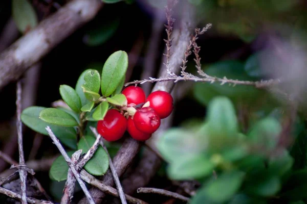 Närbild Mogna Cowberry Buske Grenar — Stockfoto