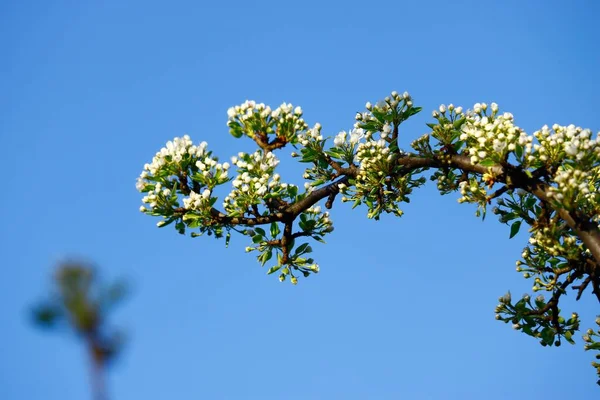 Branco Pyrus Bourgaeana Floresce Ramo Horizontal Contra Fundo Céu Azul — Fotografia de Stock
