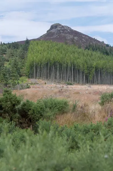 Vertical View Mither Tap Bennachie Aberdeenshire Scotland Rising Lush Forest — Stock Photo, Image