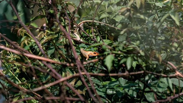 Primer Plano Lagarto Jardín Cabeza Anaranjada Rama Entre Las Hojas —  Fotos de Stock