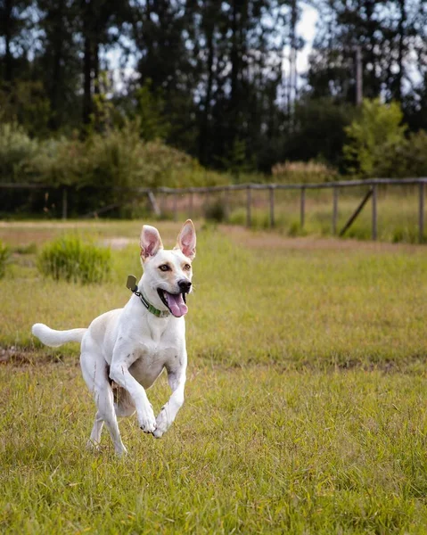 Tiro Vertical Suizo Shephard Whit Corriendo Sobre Hierba Verde — Foto de Stock