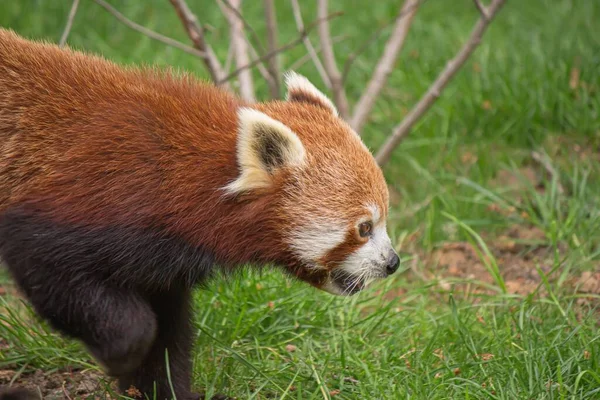 Primo Piano Panda Rosso Ailurus Fulgens Sull Erba — Foto Stock