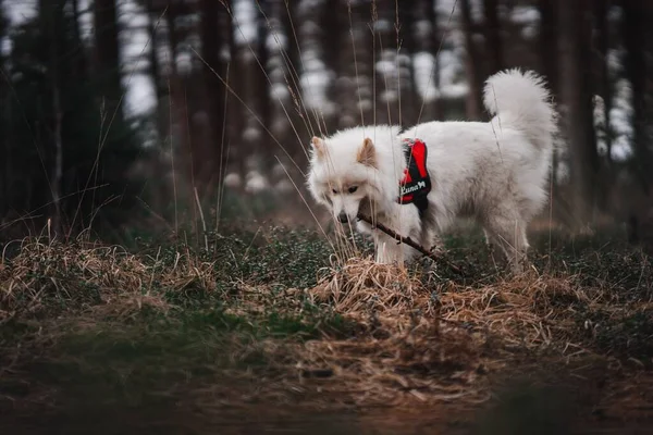 Shallow Focus Samoyed Dog Leash Walking Forest — Stock Photo, Image