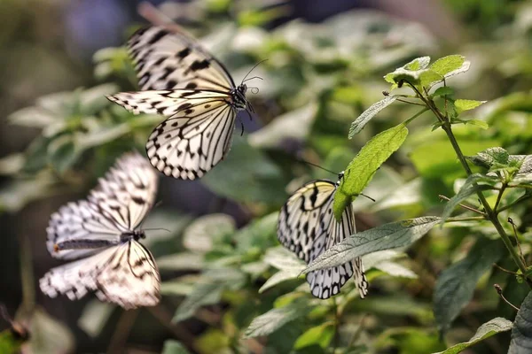 Bir Grup Samanotu Kelebeği Yeşil Taze Bir Bitkinin Üzerine Iniyor — Stok fotoğraf
