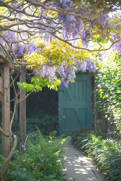 Vertical Shot Bloomed Wisteria Tree Garden Entrance Door Background — Stock Photo, Image