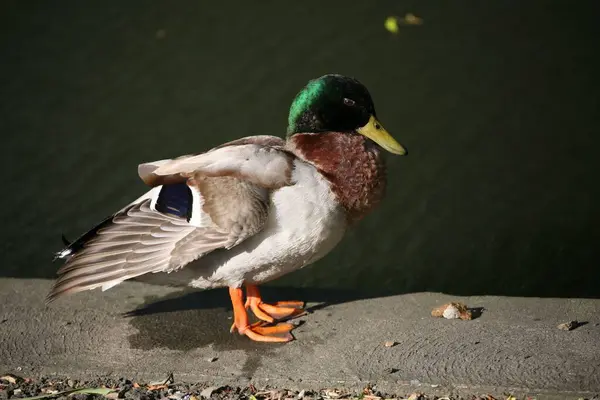 Nærbilde Stokkand Anas Platyrhynchos Bredden – stockfoto