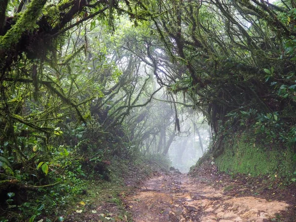 Camino Angosto Bosque Nuboso Monteverde Costa Rica — Foto de Stock