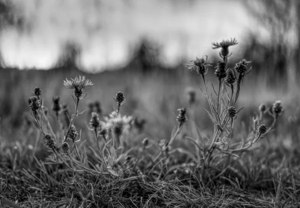 Mise Point Sélective Fleurs Sauvages Sur Une Prairie Niveaux Gris — Photo