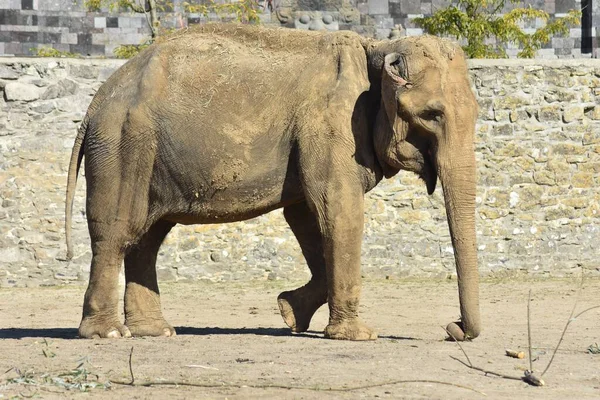 Éléphant Indien Marchant Sur Terrain Rocheux Dans Parc Ensoleillé — Photo