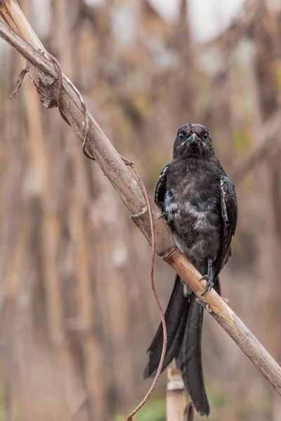 Eine Vertikale Nahaufnahme Eines Schwarzen Drongo Vogels Der Auf Einem — Stockfoto