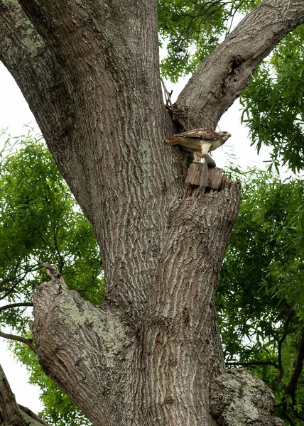 Jastrząb Czerwonoogonowy Zakamuflowany Drzewie Pionowym Ujęciu — Zdjęcie stockowe