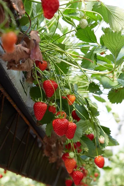 Disparo Vertical Fresas Rojas Maduras Una Planta — Foto de Stock