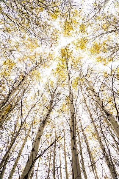 Low Angle Shot Tall Birch Trees Yellow Leaves Top Sunny — Stock Photo, Image