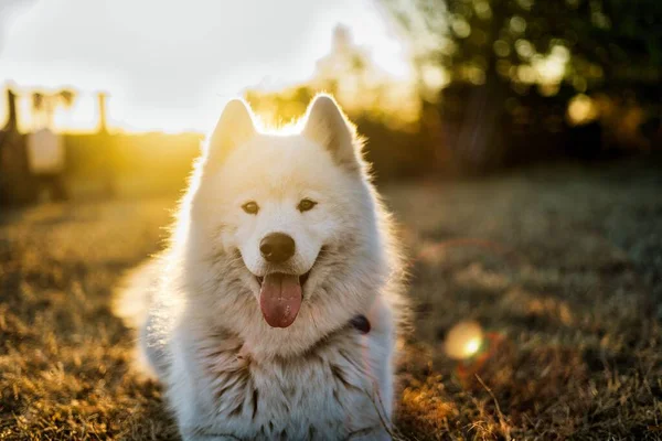 Een Selectieve Van Een Schattige Harige Hond Een Park — Stockfoto