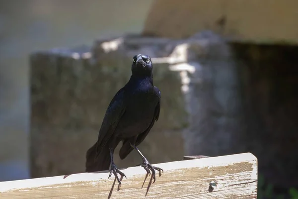一只乌鸦栖息在木制长椅上的浅浅的焦距镜头 — 图库照片