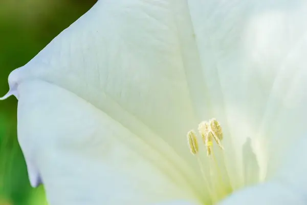 Biały Kwiat Rośliny Datura Kształcie Dzwonu — Zdjęcie stockowe