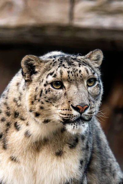 Retrato Leopardo Neve Panthera Uncia Olhando Para Lado — Fotografia de Stock
