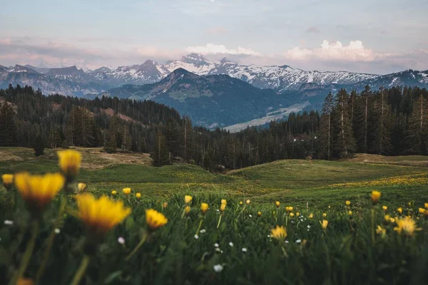 Beautiful Scenery Green Meadow Yellow Flowers Forest Snow Peaked Mountains — Stock Photo, Image