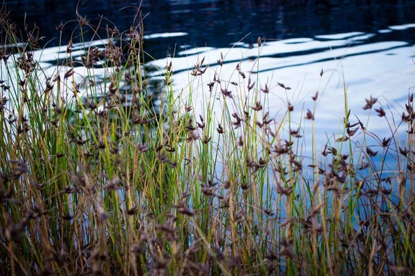 湖边长满了青草和各种植物 — 图库照片