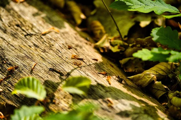 Yaşlı Bir Ağacın Kabuğunda Örümceğin Yakın Çekimi — Stok fotoğraf