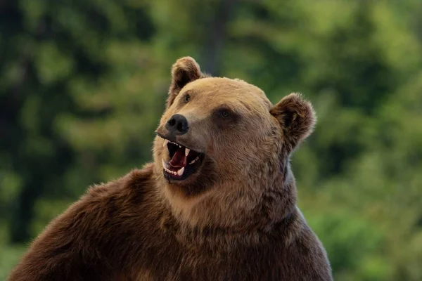Крупный План Головой Агрессивного Медведя Дикого Взрослого — стоковое фото