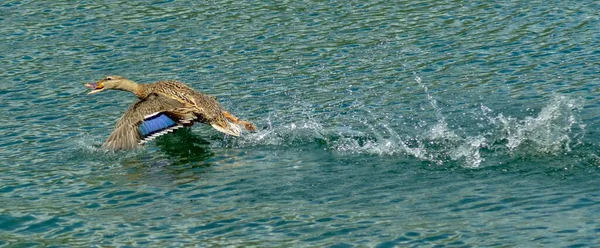 Tiro Close Pato Reais Selvagens Anas Platyrhynchos — Fotografia de Stock