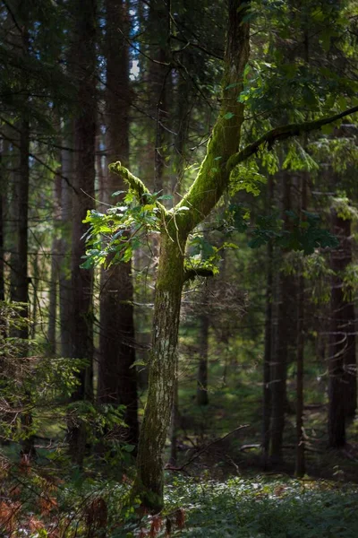 Den Vackra Skogslandskapet Sommaren Vertikal — Stockfoto