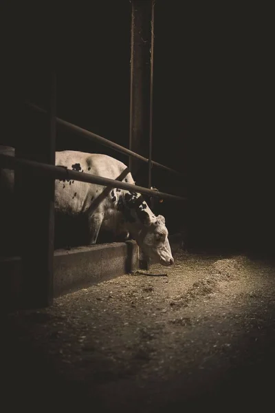 Plano Vertical Vaca Blanca Negra Paddock — Foto de Stock