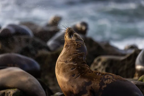 Gros Plan Sealion Prélassant Près Océan Dans Sud Californie Près — Photo