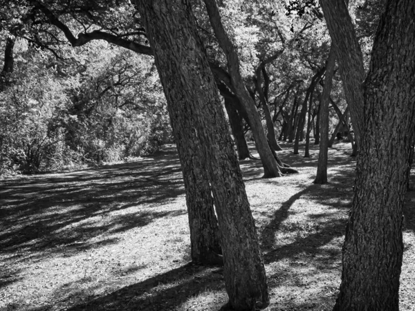 Parktaki Çeşitli Ağaç Gövdelerinin Gri Tonlu Bir Görüntüsü — Stok fotoğraf