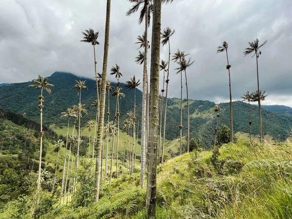 Kolombiya Daki Cocora Vadisi Bulutlu Bir Gökyüzünün Altında Güzel Bir — Stok fotoğraf