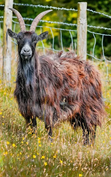 Tiro Vertical Uma Cabra Selvagem Capra Aegagrus Fazenda — Fotografia de Stock