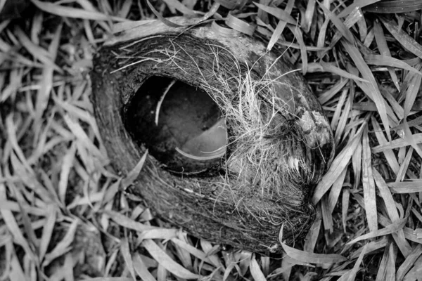 Primer Plano Blanco Negro Pequeño Nido Vacío Hierba Bosque — Foto de Stock